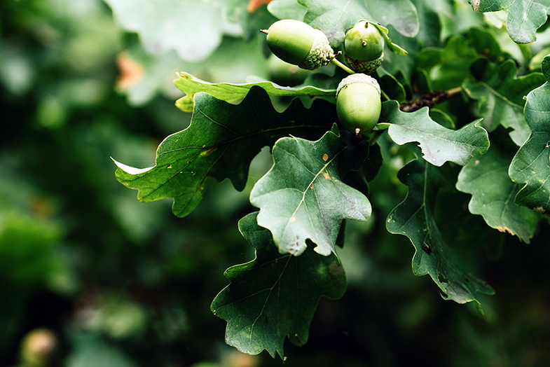 Oak_468502751.jpg